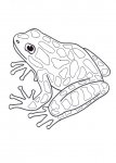 amazon-amazing-frogs.jpg