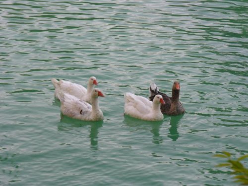 DSCN2373.jpg