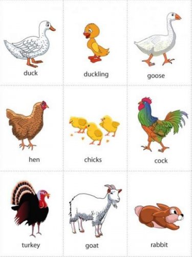 Canlı 3.jpg