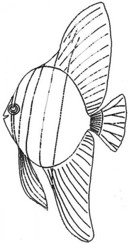 fish-cos.gif