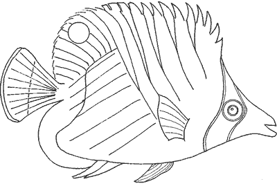 hatchet-fish.jpg