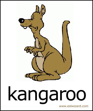 kangaroo.jpg