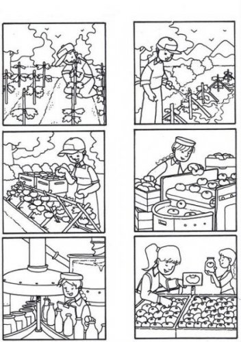 Ciclo_productivo_del_tomate_04.jpg